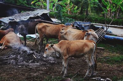 Cows standing on field