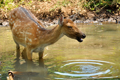 Side view of giraffe drinking water