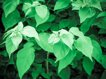 Close-up of green plant