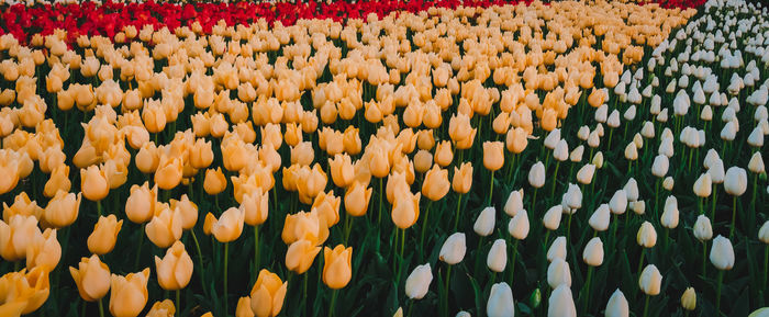 Full frame shot of yellow tulips