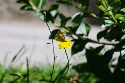 Close-up of butterfly perching on yellow flower