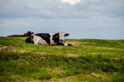 Cows in a field