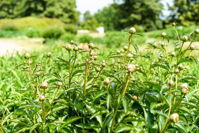 Close-up of plant growing on field