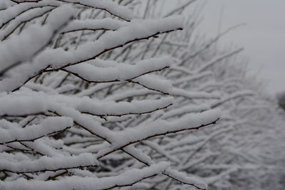 Low angle view of snow covered branches against sky