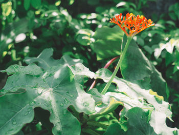 Close-up of flowering plant