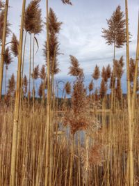 Panoramic view of trees against sky