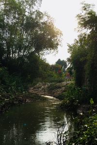 River passing through forest