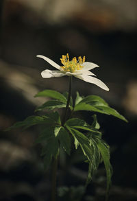 Close-up of flowering plant