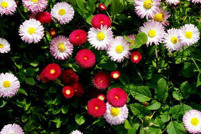 Close-up of red flowering plants