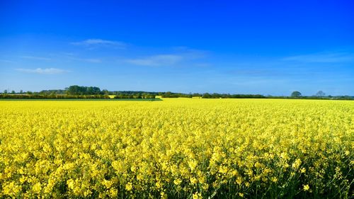 Scenic view of oilseed rape field against sky