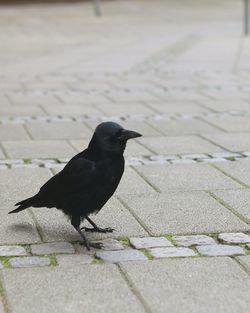 Close-up of black cat