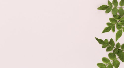 Low angle view of plant against clear sky