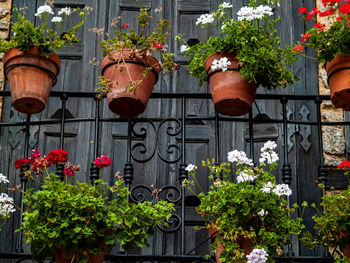 Potted plants against building
