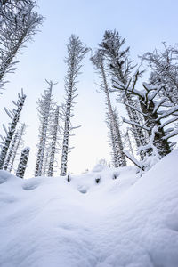 Snow covered tree on field against sky