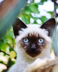 Close-up portrait of cat