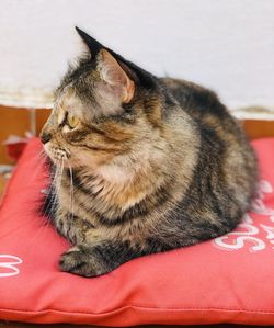 Close-up of a cat sleeping