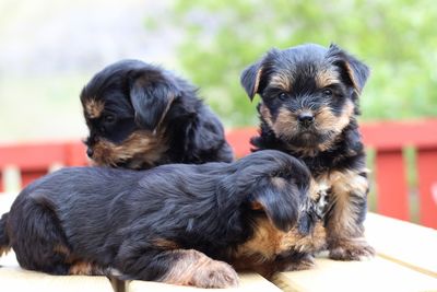 Portrait of puppy relaxing outdoors