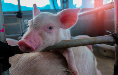 Close-up of piglet at farm