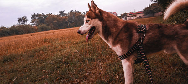 View of a dog on field