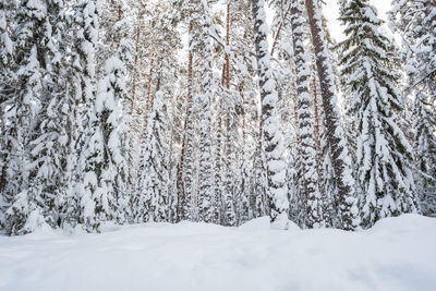 Snow covered land