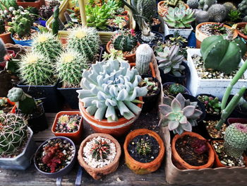 High angle view of potted plants for sale