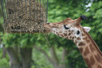 Close-up of giraffe