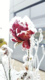 Close-up of red rose flower on snow