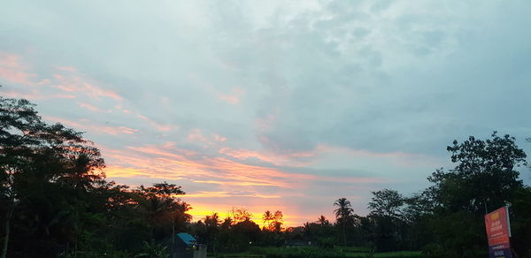 Low angle view of trees against sky during sunset