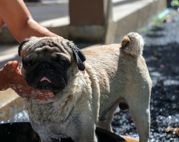 Midsection of person with dog