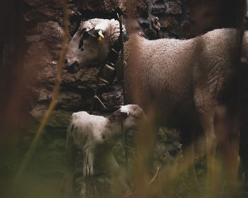 Sheep in a field