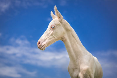 Low angle view of horse against blue sky