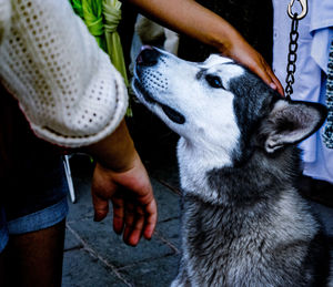 Midsection of a girl and hand stroking dog