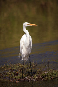 Wading great white egret ardea alba wading bird at myakka state park in sarasota, florida