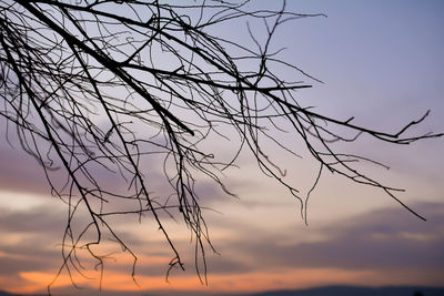 Low angle view of tree against sky at sunset