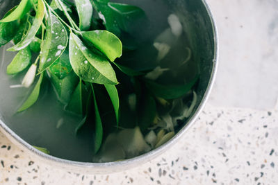 Close-up of green flower in container