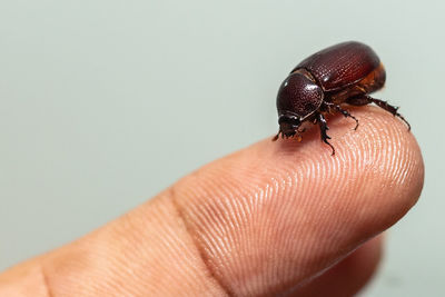 Close-up of insect on hand