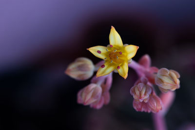 Close-up of pink flowering plant