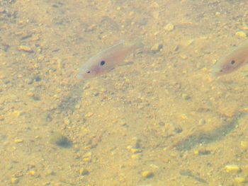 High angle view of fish swimming in sea