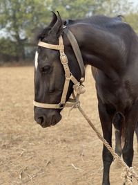 Horse in the field