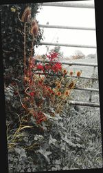 Close-up of red flowers
