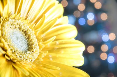 Close-up of yellow flower blooming outdoors