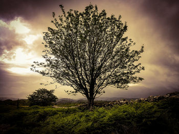 Tree on field against sky at sunset