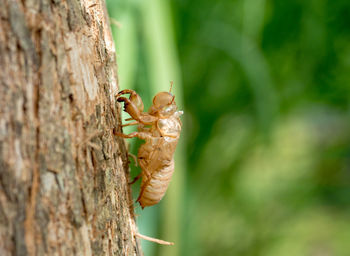 Close-up of insect on tree trunk