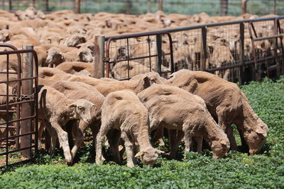 Close-up of sheep on field