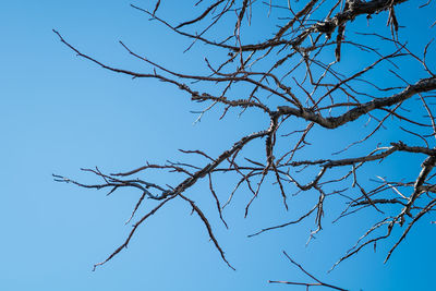 Low angle view of bare tree against clear blue sky