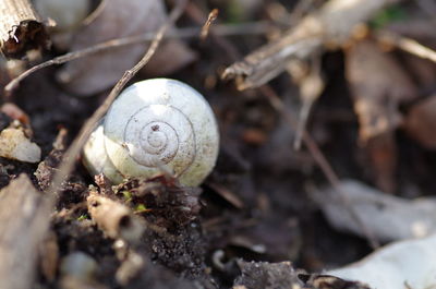 Close-up of snail