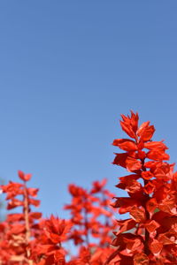 Low angle view of flowering plant against blue sky