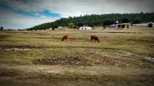 Cows grazing on field against sky