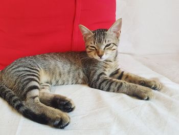 Cat resting on bed at home