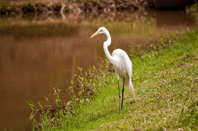 Close-up of white duck on grass by lake